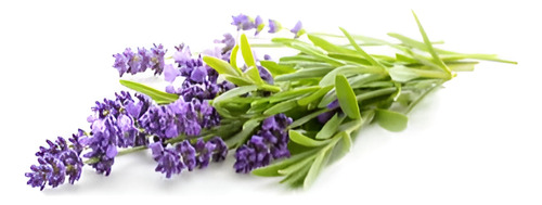 Pack De 10 Lavanda Francesa Planta Ornamental 1