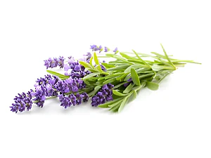 Pack De 10 Lavanda Francesa Planta Ornamental