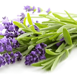 Pack De 10 Lavanda Francesa Planta Ornamental