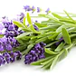 Pack De 10 Lavanda Francesa Planta Ornamental - Miniatura 1