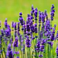 Pack De 10 Lavanda Francesa Planta Ornamental - Miniatura 2