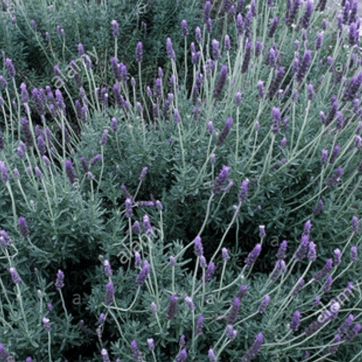 Pack De 10 Lavanda Francesa Planta Ornamental 3