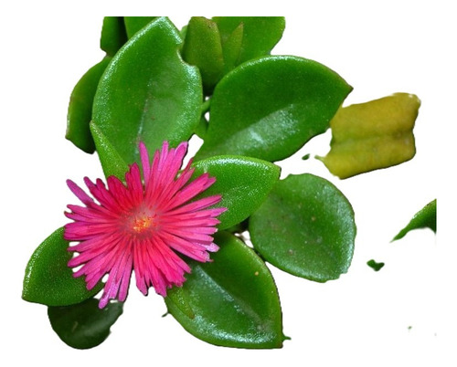 Aptenia Cardifolia Cubresuelo Planta Flor Suculenta 1
