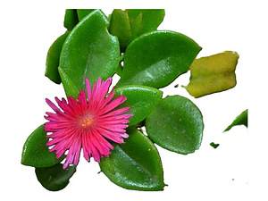 Aptenia Cardifolia Cubresuelo Planta Flor Suculenta