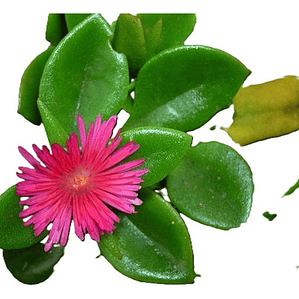 Aptenia Cardifolia Cubresuelo Planta Flor Suculenta