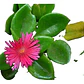 Aptenia Cardifolia Cubresuelo Planta Flor Suculenta - Miniatura 1