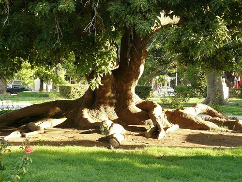 Ombú Árbol Ornamental 1