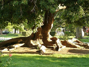 Ombú Árbol Ornamental