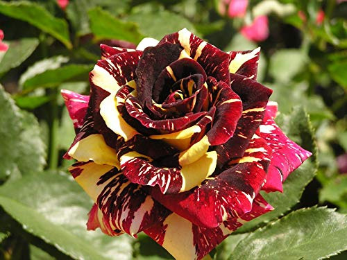 Rosa Tigre Flor Planta Ornamental 1