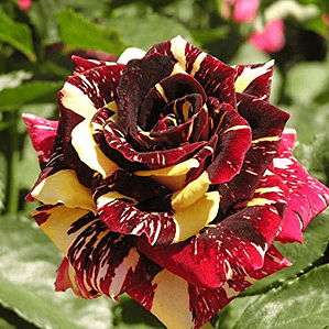 Rosa Tigre Flor Planta Ornamental