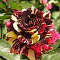 Rosa Tigre Flor Planta Ornamental - Miniatura 1