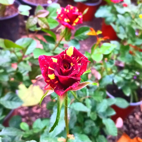 Rosa Tigre Flor Planta Ornamental 2
