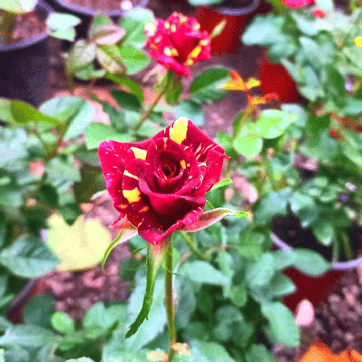 Rosa Tigre Flor Planta Ornamental 2