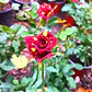 Rosa Tigre Flor Planta Ornamental - Miniatura 2