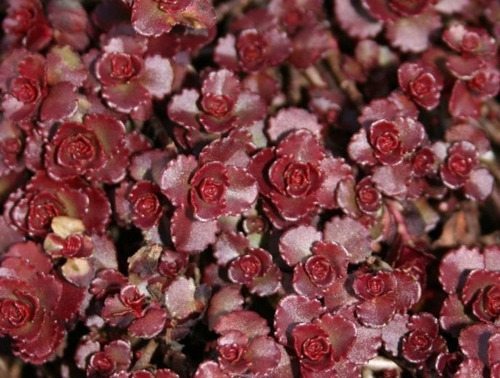 Sedum Rojo Spurium Cubresuelo Planta Suculenta 1