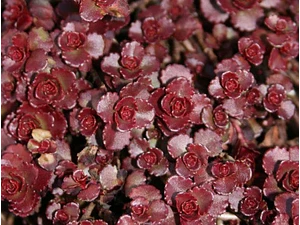 Sedum Rojo Spurium Cubresuelo Planta Suculenta