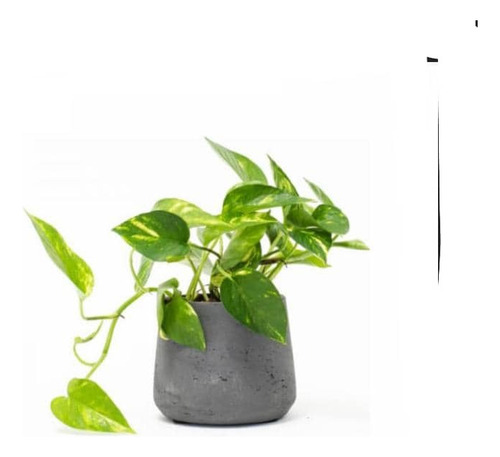 Potus - Photos  Planta Enredadera Trepadora Ornamental 2