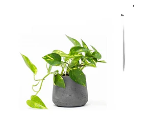 Potus - Photos  Planta Enredadera Trepadora Ornamental