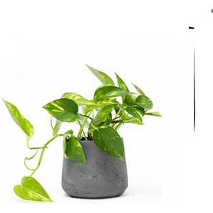 Potus - Photos  Planta Enredadera Trepadora Ornamental