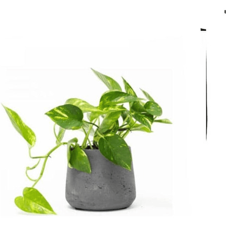 Potus - Photos  Planta Enredadera Trepadora Ornamental 1