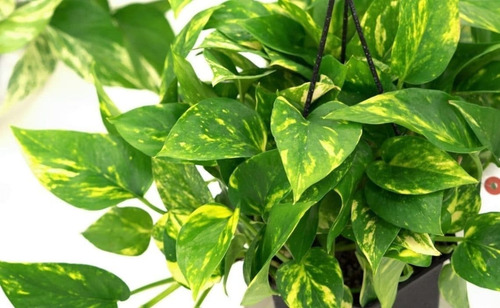 Potus - Photos  Planta Enredadera Trepadora Ornamental 1