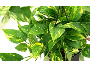 Potus - Photos  Planta Enredadera Trepadora Ornamental