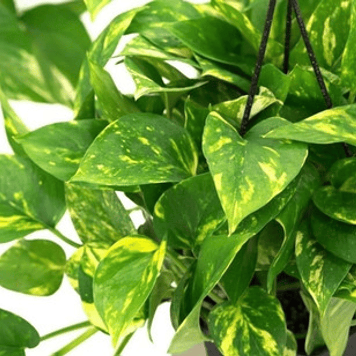 Potus - Photos  Planta Enredadera Trepadora Ornamental 2