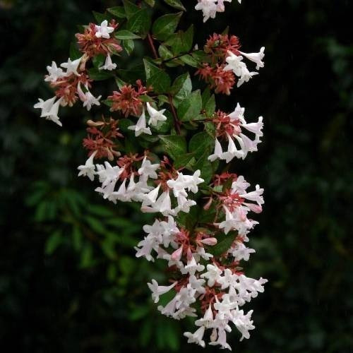 Abelia Grandinflora Planta Arbusto Ornamental Flor 1