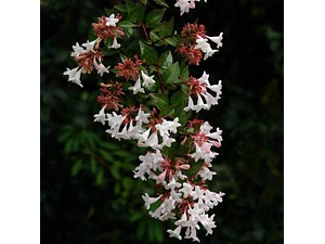 Abelia Grandinflora Planta Arbusto Ornamental Flor