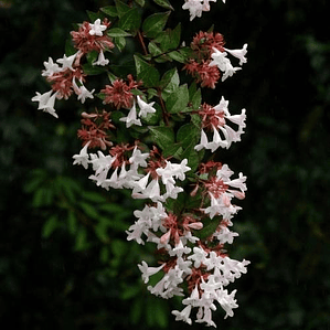 Abelia Grandinflora Planta Arbusto Ornamental Flor