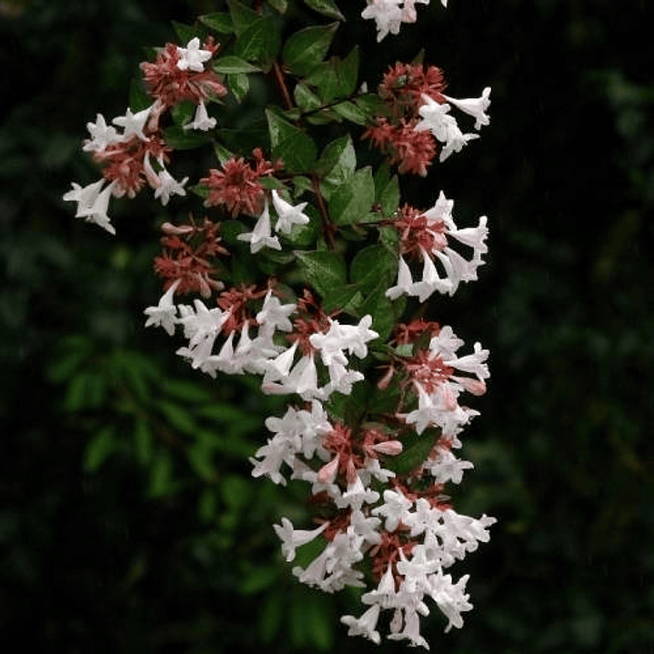 Abelia Grandinflora Planta Arbusto Ornamental Flor 1