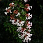 Abelia Grandinflora Planta Arbusto Ornamental Flor - Miniatura 1