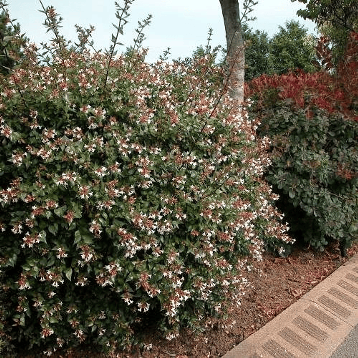 Abelia Grandinflora Planta Arbusto Ornamental Flor 2