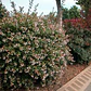 Abelia Grandinflora Planta Arbusto Ornamental Flor - Miniatura 2
