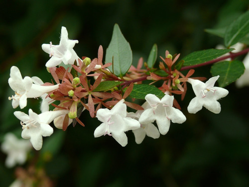 Abelia Grandinflora Planta Arbusto Ornamental Flor 3