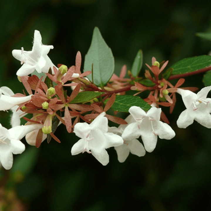 Abelia Grandinflora Planta Arbusto Ornamental Flor 3