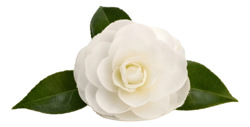 Camelia Mediana Árbol Ornamental Floral 1
