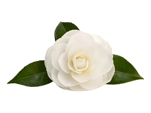 Camelia Mediana Árbol Ornamental Floral