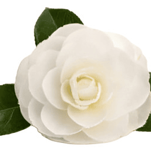 Camelia Mediana Árbol Ornamental Floral