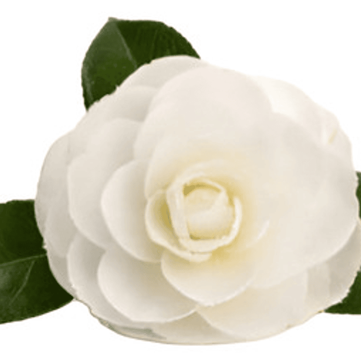 Camelia Mediana Árbol Ornamental Floral 1