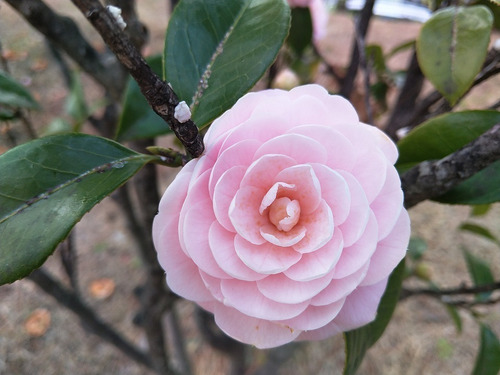 Camelia Mediana Árbol Ornamental Floral 2