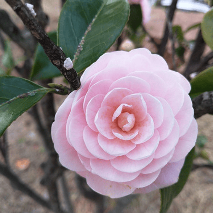 Camelia Mediana Árbol Ornamental Floral 2