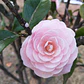 Camelia Mediana Árbol Ornamental Floral - Miniatura 2