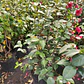 Camelia Mediana Árbol Ornamental Floral - Miniatura 3