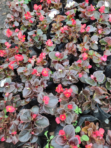 Begonia Porcelana Pequeña Planta Ornamental 1