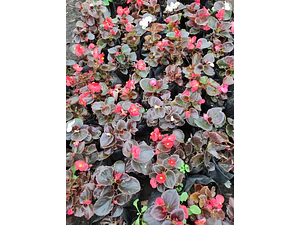 Begonia Porcelana Pequeña Planta Ornamental