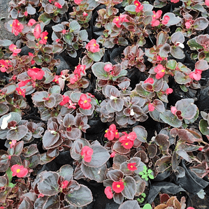 Begonia Porcelana Pequeña Planta Ornamental