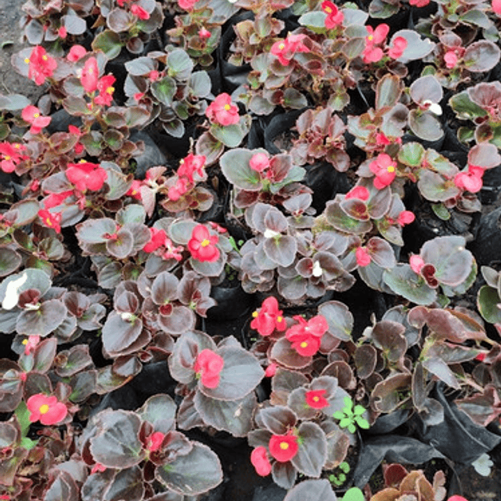 Begonia Porcelana Pequeña Planta Ornamental 1