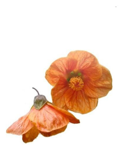 Abutilon Naranjo Arbusto Ornamental Flor 1