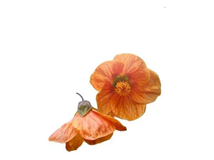 Abutilon Naranjo Arbusto Ornamental Flor